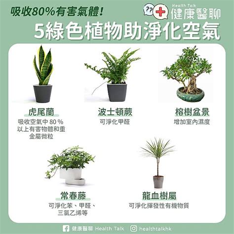 綠色植物的好處|健康網》植物不只能淨化空氣 研究：可改善心理健康